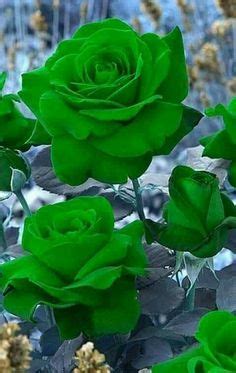 86 Best Green rose ideas | rose, green rose, beautiful roses