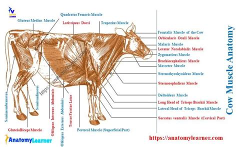 Cow Muscle Anatomy - Bovine Myology Identification » AnatomyLearner >> Veterinary Anatomy Study ...