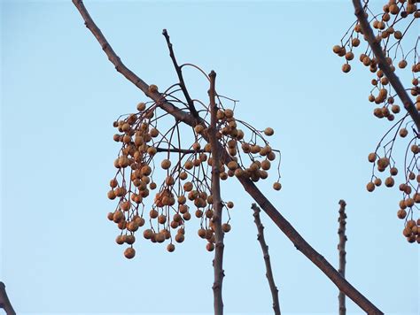 Chinaberry – Identification | Walter Reeves: The Georgia Gardener