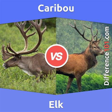 Caribou vs. Elk: What’s The Difference Between Caribou and Elk? in 2022 ...