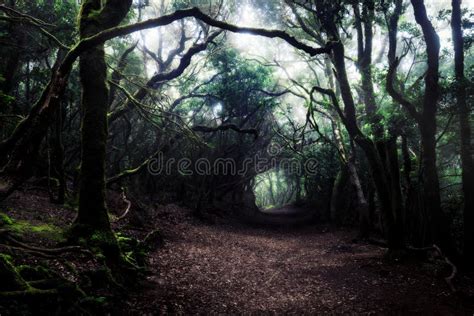 Path through a Dark Forest. Stock Image - Image of mist, mystery: 183814959