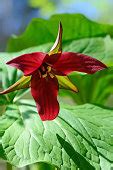 Imagen gratis: erectum del Trillium, flor, flor Trillium rojo, planta, floración, naturaleza