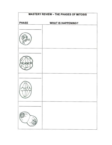 Foldables for Science | Science Tutor: Phases of Mitosis - Mastery Review Graphic Organizer ...