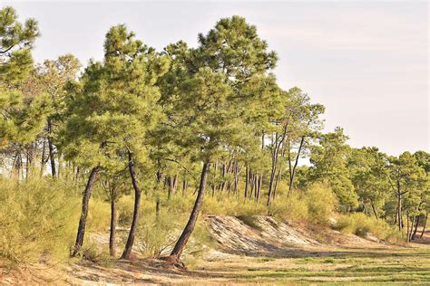 Mediterranean Forest Photograph by Marek Stepan | Pixels