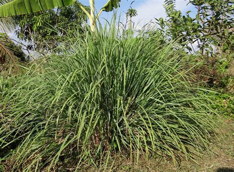 10 Tips for Growing a Common Lemongrass Plant - Garden and Happy