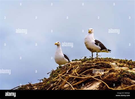 Seagulls at Strandfontein beach on Baden Powell Drive between Macassar and Muizenberg in the ...