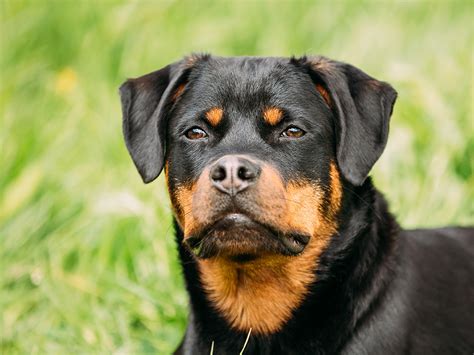 Are Rottweilers Dangerous? Rottie Temperament and Facts|UKPets