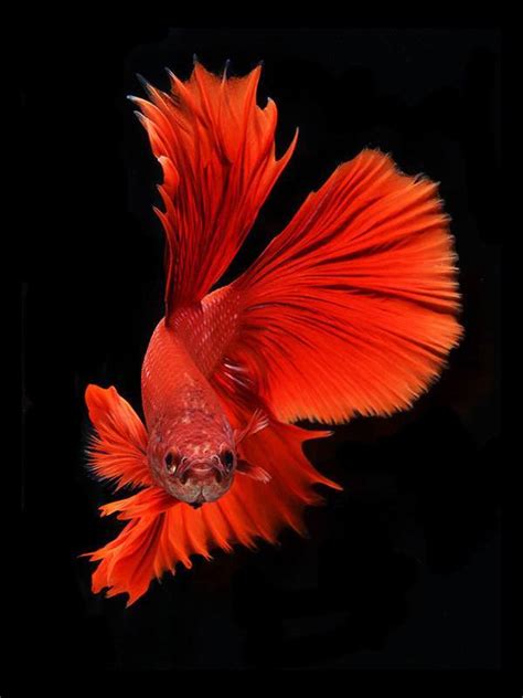 This Betta Fish Photography Is Anything But Basic