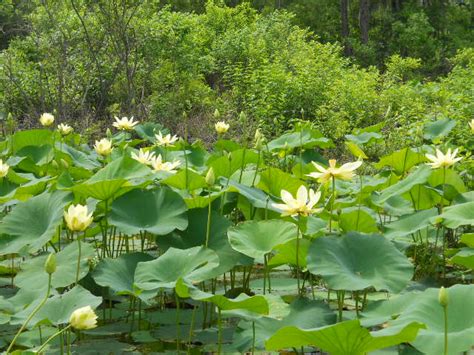 Louisiana Swamp Tour Information: Lafayette, Louisiana Swamp Tours