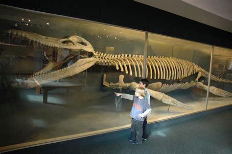 Image result for Kronosaurus skeleton | Prehistoric world, Prehistoric ...