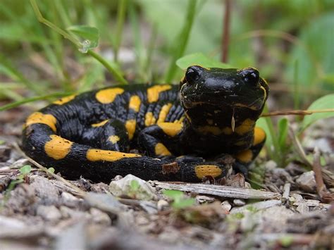 Gambar Salamander Raksasa Cina Hewan Amfibi Terbesar Dunia Republik Gambar di Rebanas - Rebanas