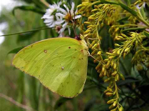 Clouded Sulphur Butterfly