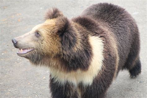 TIBETAN BLUE BEARS or the Himalayan blue bears, Himalayan snow bears, Tibetan brown bears, or ...