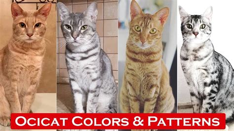 Top 10 Ocicat Colors & Patterns / Tpyes of Ocicat Colors - YouTube