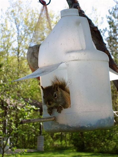 Miss Ginsu: Sharp Culinary Tips, Recipes & Advice | Squirrel feeder, Squirrel feeder diy ...