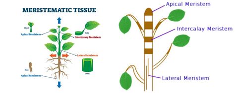 Meristematic tissue — lesson. Science CBSE, Class 9.