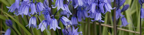 Bluebells Wallpapers - Top Free Bluebells Backgrounds - WallpaperAccess