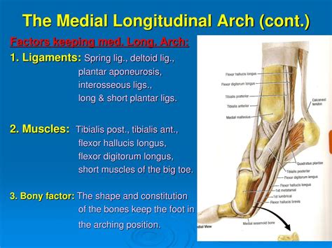 PPT - Arches of the foot PowerPoint Presentation, free download - ID:4194861