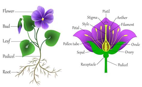 Rose Plant Diagram - G4rden Plant