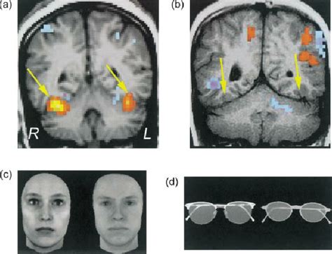 fMRI t maps of the brain during face perception. Activation of the... | Download Scientific Diagram