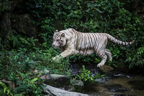 Top 16 White Tiger Facts - Diet, Habitat, Genetics & More | Facts.net