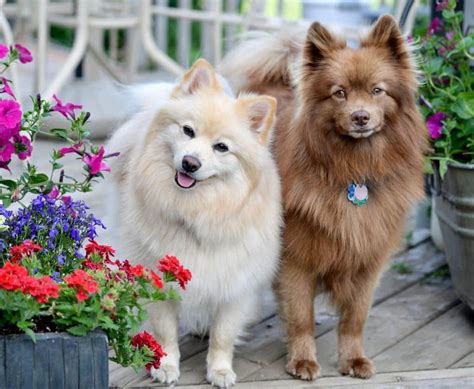 How to Care for Your German Spitz: Grooming, Nutrition, and Exercise | I Love My Dog So Much