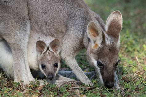 Best things to do in Carnarvon Gorge | Travel Guide | A Little Off Track