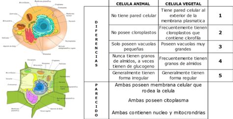 Cuadros sinópticos sobre células vegetales y animales | Cuadro Comparativo