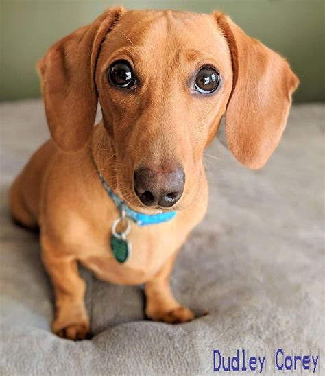 Dachshund Puppy | Brown dachshund, Dachshund puppy miniature, Weenie dogs