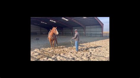 Colt Starter and Assistant Horse Trainer Certification – Training ...