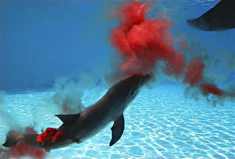 Dolphin birth seen for first time! - Gallery | eBaum's World