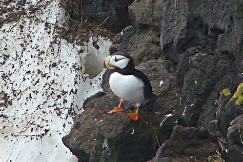 Horned Puffin 2012-06-07 (4) | Horned Puffin - Digiscoped - … | Flickr