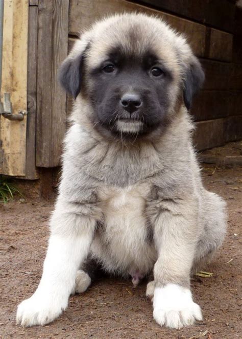 Central Anatolian Shepherd Dog Breed Information, Images ...