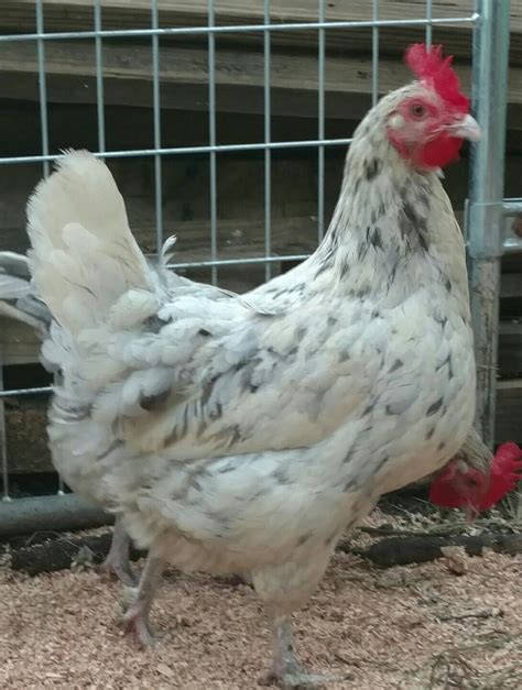 Blue Splash Maran hen | Chicken breeds, Breeds, Maran