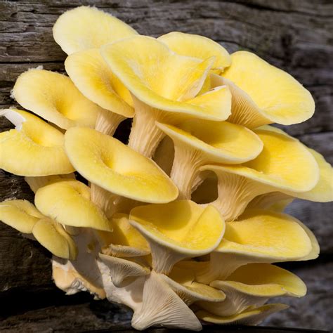 Yellow Oyster Mushrooms - Cluster or Trimmed - UK Next Day Delivery – Smithy Mushrooms | Exotic ...