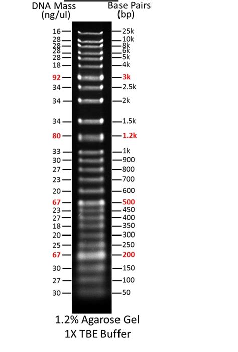 ReadiUse(TM) 1 Kb Plus DNA Ladder | AAT Bioquest | Biomol.com