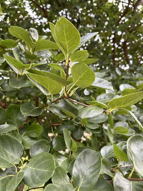 Wondering what this tree is with blue berries. South east Texas growing ...