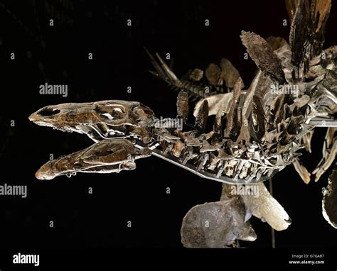 Stegosaurus fossil at the Natural History Museum - London Stock Photo ...