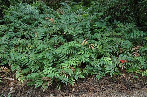 Mahonia Nervosa - Oregon Grape | Urban Garden Ecology