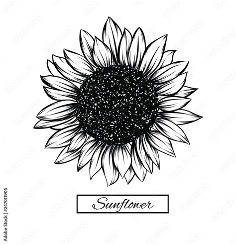 Sunflower isolated on white background. Antique engraving drawing illustration of big flower ...