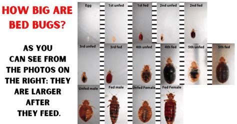 How Big Are Bed Bugs? A Quick Guide to Their Size