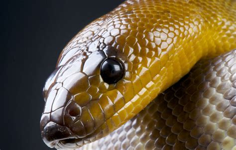 Woma Python - Lehigh Valley Zoo