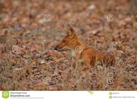 Indian Wild Dog in the Nature Habitat in India Stock Image - Image of ...