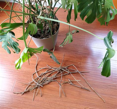 Aerial roots: can I cut them? – House Plant Journal