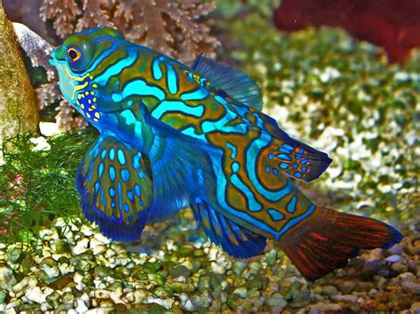 Mandarin Fish Facts - 7 Little known Facts 4 | Mandarin fish, Ocean creatures, Marine fish