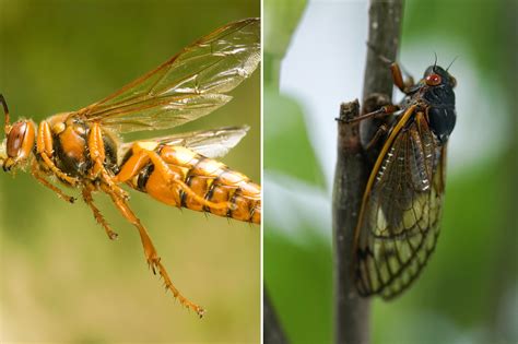 What Happens If a Cicada Killer Stings You : Unveiling the Terrifying Effects - Ecolifely