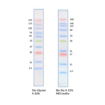 Reagents for electrophoresis & western blotting