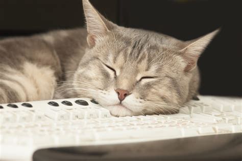 Ask A Vet: Why Does My Cat Lie On My Keyboard When I Am Typing? | iHeartCats.com