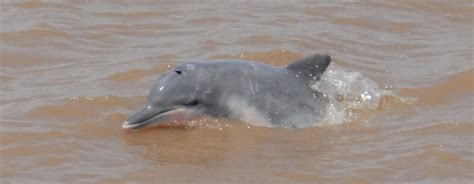 Tucuxi Dolphin – "OCEAN TREASURES" Memorial Library