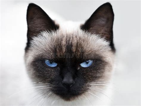 Portrait of Siamese Cat with Blue Eyes Stock Photo - Image of black, animal: 266124780